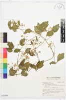 串鼻龍藏品圖，第1張