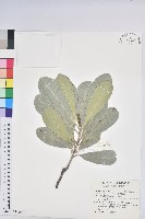 蘭嶼土沉香藏品圖，第1張