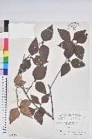 守城滿山紅、馬禮士杜鵑藏品圖，第1張