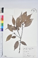 青剛櫟、鐵椆藏品圖，第1張