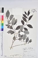 細葉饅頭果藏品圖，第1張