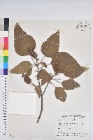 野桐藏品圖，第1張