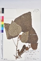 野桐藏品圖，第1張