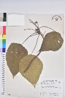 血桐藏品圖，第1張