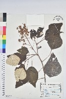 白匏子藏品圖，第1張