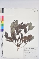 細葉饅頭果藏品圖，第1張