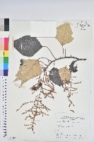 白匏子藏品圖，第1張