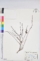 細葉饅頭果藏品圖，第1張