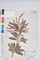 臺灣馬醉木藏品圖，第1張