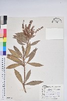 臺灣馬醉木藏品圖，第1張