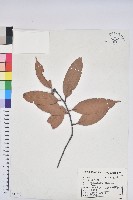 毽子櫟藏品圖，第1張