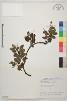 臺灣黃鱔藤藏品圖，第1張