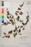 臺灣黃鱔藤藏品圖，第1張