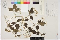 串鼻龍藏品圖，第1張