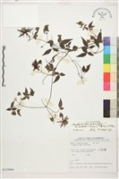 巴氏鐵線蓮藏品圖，第1張