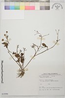 辣子草、揚子毛茛藏品圖，第1張