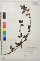 臺灣黃鱔藤藏品圖，第1張