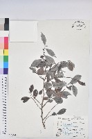 細葉饅頭果藏品圖，第1張