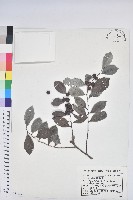 細葉饅頭果藏品圖，第1張