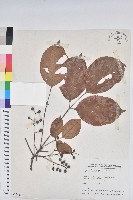 茄苳、重陽木藏品圖，第1張