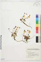 檜林毛茛藏品圖，第1張