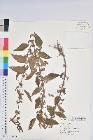 鐵莧菜藏品圖，第1張