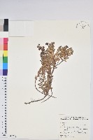 白珠樹藏品圖，第1張