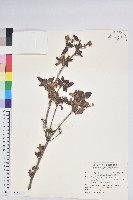 紅毛杜鵑藏品圖，第1張