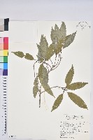 狹葉櫟藏品圖，第1張