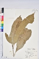 大葉石櫟、大葉校栗藏品圖，第1張