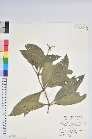 鹿角杜鵑、西施花、青紫木藏品圖，第1張