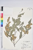 長尾栲、長尾柯、長尾尖葉櫧藏品圖，第1張