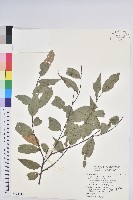 長尾栲、長尾柯、長尾尖葉櫧藏品圖，第1張