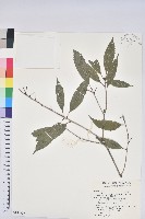 狹葉櫟藏品圖，第1張