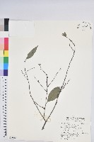 長尾栲、長尾柯、長尾尖葉櫧藏品圖，第1張