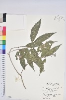 狹葉櫟藏品圖，第1張