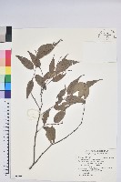 巒大越橘藏品圖，第1張