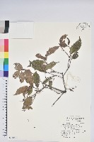 巒大越橘藏品圖，第1張