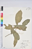 大葉石櫟、大葉校栗藏品圖，第1張