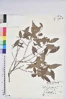 巒大越橘藏品圖，第1張