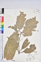 大葉石櫟、大葉校栗藏品圖，第1張