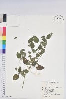 登錄號:S156516藏品圖，第1張