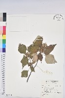 登錄號:S156524藏品圖，第1張