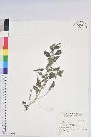 登錄號:S156582藏品圖，第1張