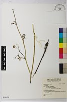 登錄號:S156594藏品圖，第1張