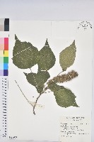 登錄號:S156625藏品圖，第1張