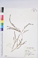 登錄號:S156695藏品圖，第1張