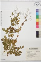 登錄號:S156705藏品圖，第1張