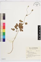 登錄號:S156715藏品圖，第1張