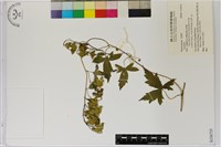 登錄號:S156735藏品圖，第1張